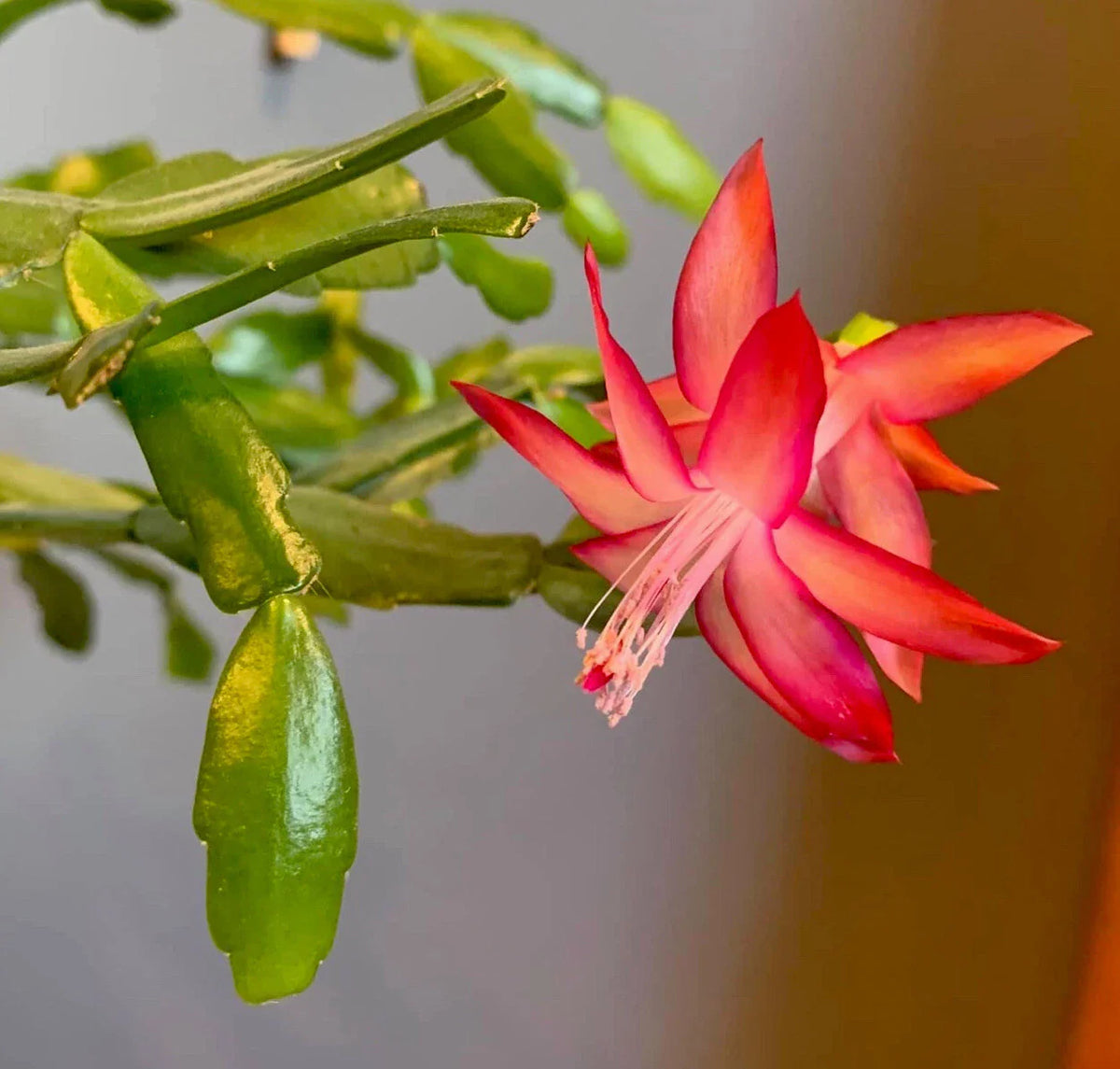 Pink Christmas Cactus Cuttings - Schlumbergera buckleyi - 3 Unrooted Cuttings for Planting or Propagation