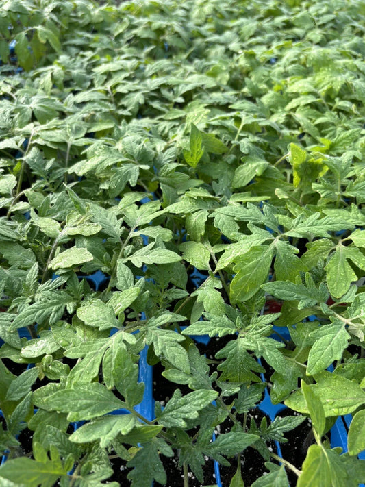 Beefsteak Tomato Live Plants - Lot of 4, 6-10 inches, Organic, Solanum lycopersicum