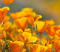 California Poppy Flower Seeds 2,500 Count - Eschscholtzia californica - Bright Yellow Orange Annual Wildflower Seeds