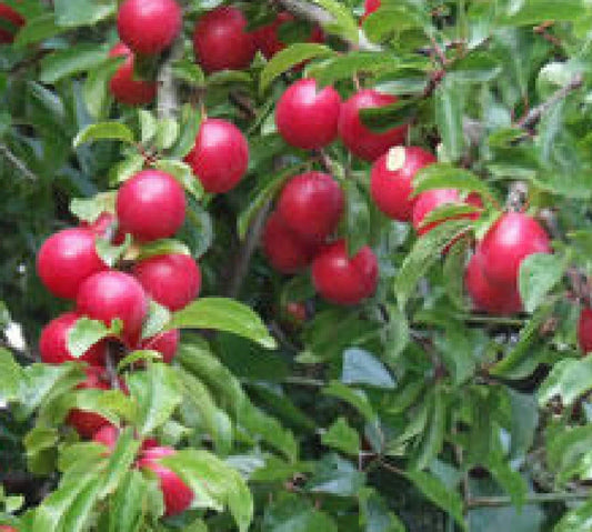 Cherry Plum Tree Seedling - Unique Sweet-Tart Plums - Prunus cerasifera - Live Dormant Plant (No Shipments to CA or HI)
