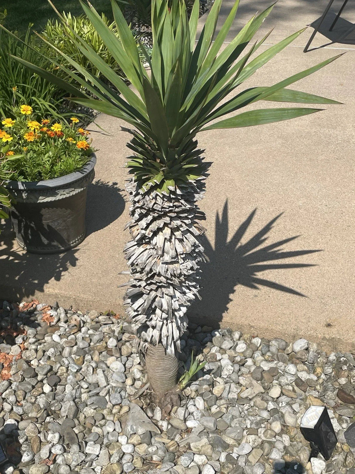 Yucca Pups Bare Root Plant - Hardy Succulent Variety - Perfect for Indoor/Outdoor Gardens - Yucca filamentosa