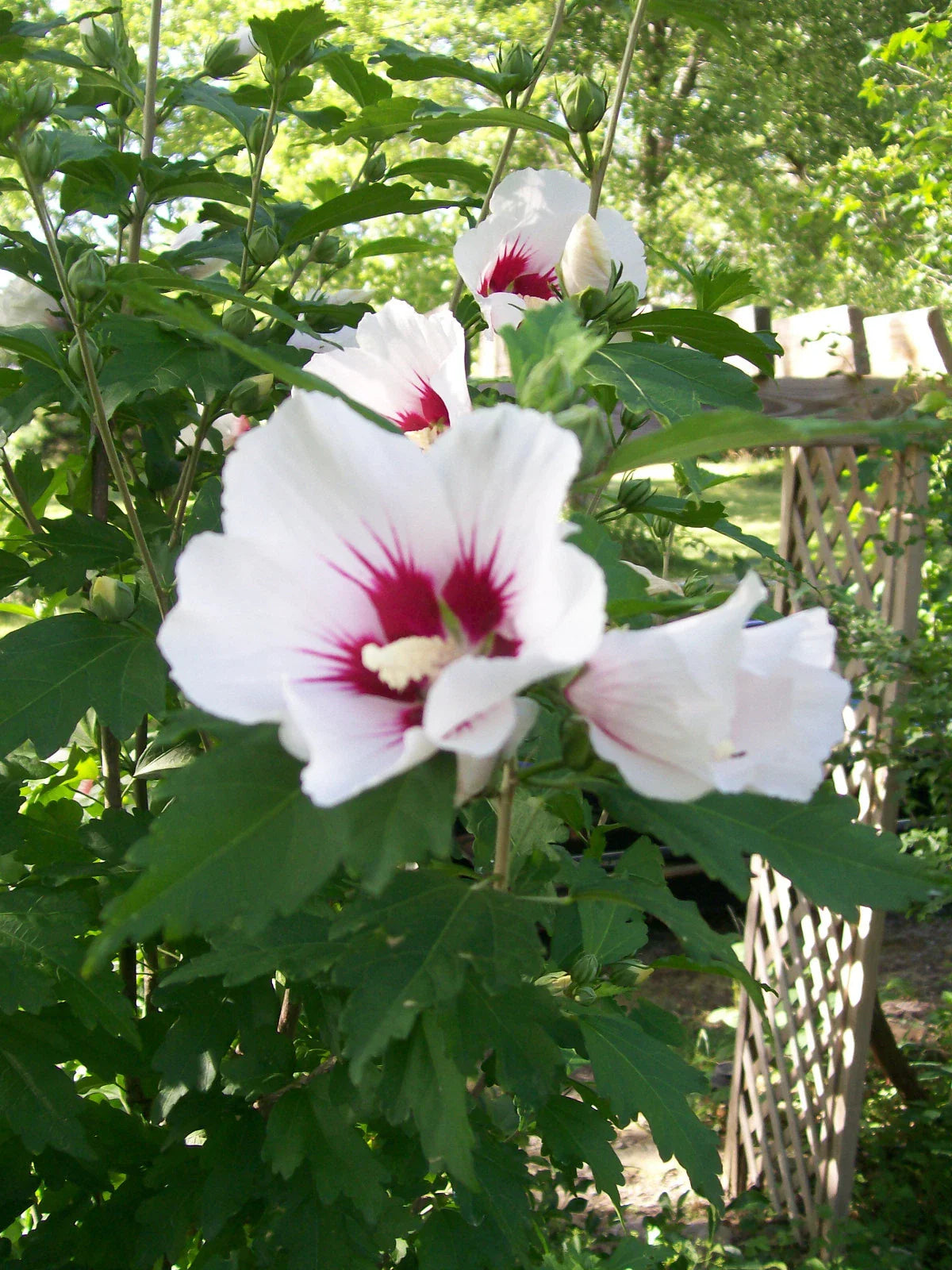 Rose of Sharon Plant 24-36 Inches Mixed Colors (Hibiscus syriacus) 2-3 Year Old Hardy for Zones 5-9