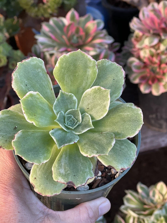 Aeonium Orion Succulent Plant in 4 Inch Pot - Drought Tolerant, Green Leaves, Houseplant