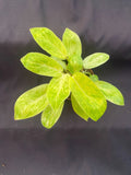 Philodendron Painted Lady Plant, Rooted in 3" Pot, Tropical Houseplant, Philodendron erubescens