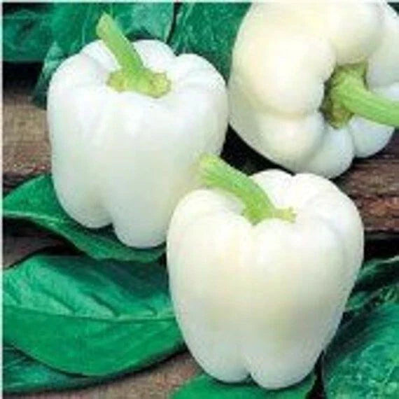 White Bell Pepper Seeds - Heirloom Organic Non-GMO - 10+ Fresh Seeds - Capsicum annuum