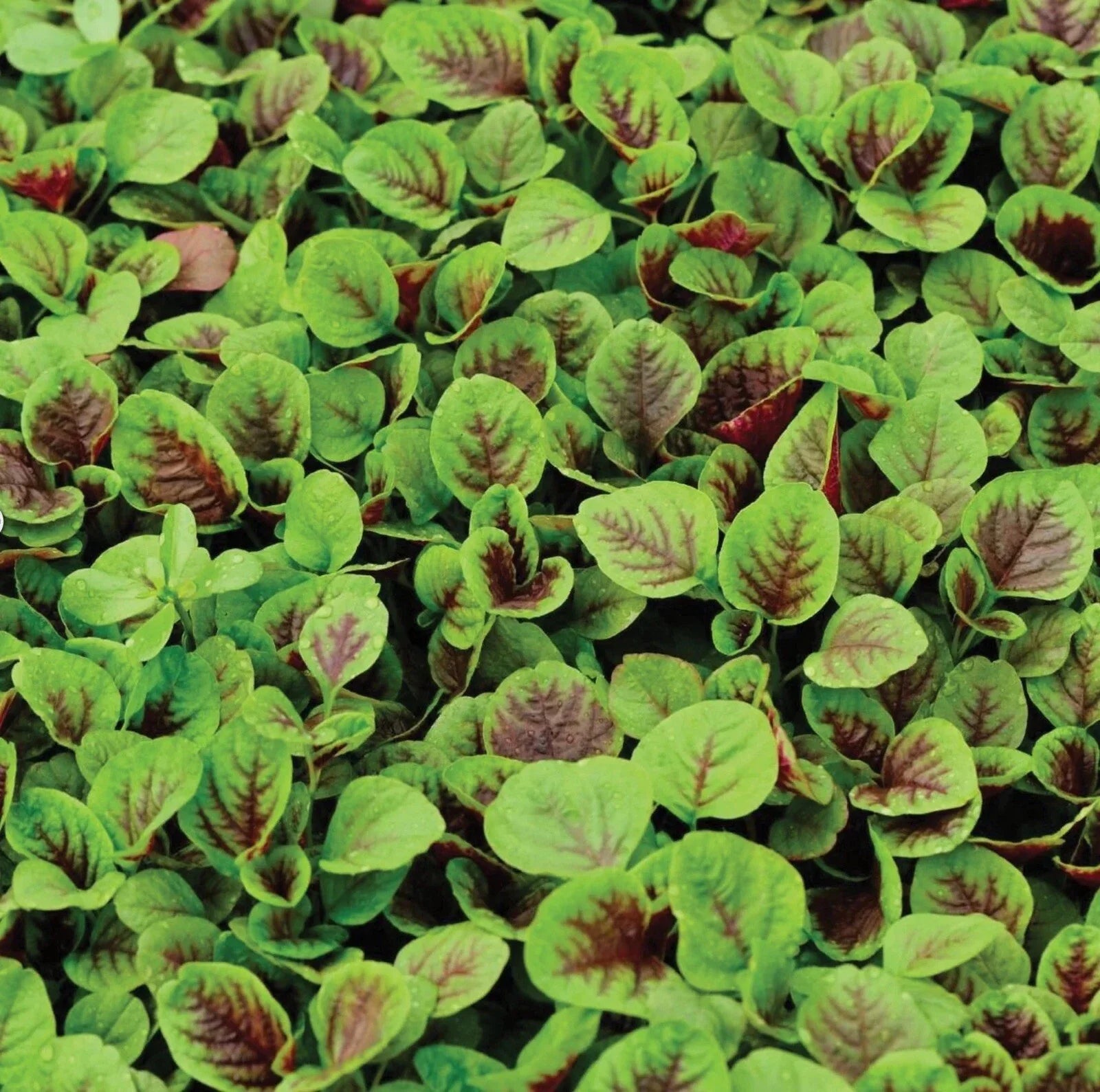 Amaranth Seeds 1000+ Count Red Striped Leaf NON GMO Amaranthus hybridus USA Free Ship