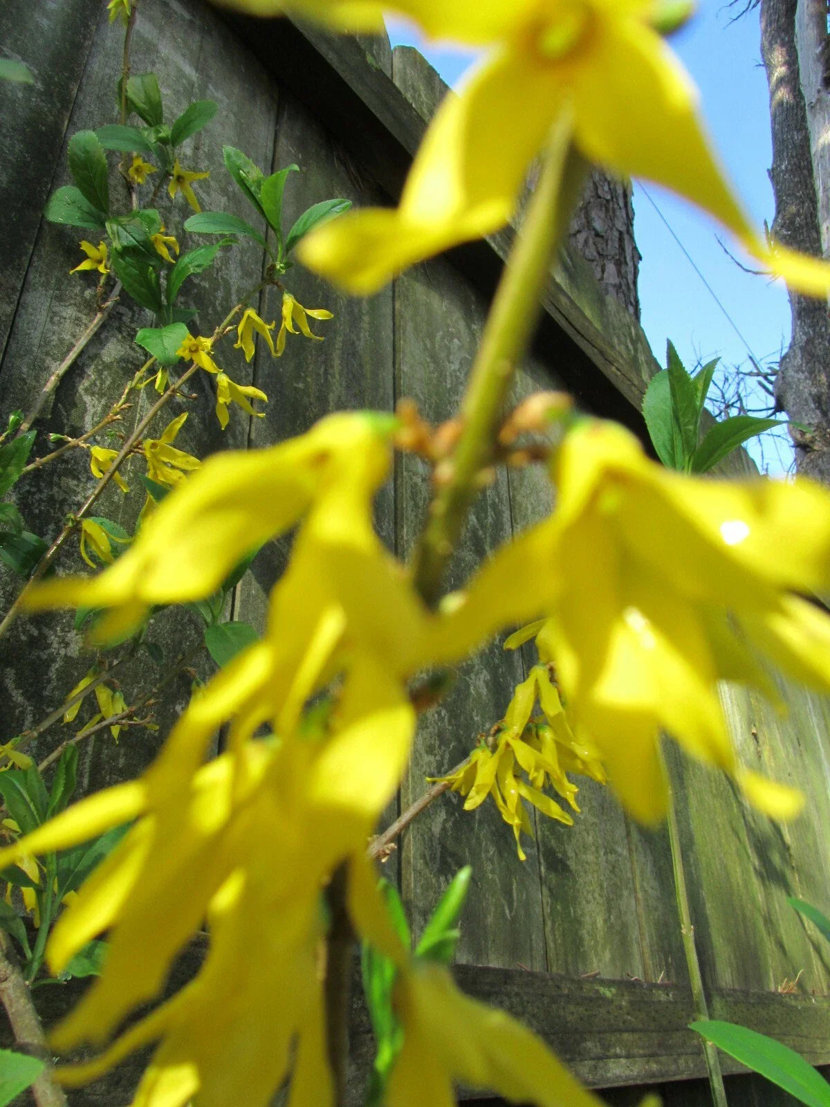 Yellow Bell Forsythia Cuttings - Hardy Ornamental Bush Perennial - Forsythia suspensa - Planting Instructions Included