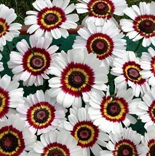 Painted Daisy Flower Seeds Mix - 100+ Seeds - Colorful Blend - Chrysanthemum hybrida - Made in USA, Ships from Iowa