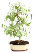 Bonsai Tree Cutting - Dwarf Japanese Curly Willow - Fast Growing - Salix Matsudana 'Tortuosa'