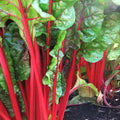 Ruby Red Rhubarb Swiss Chard Seeds | Crimson Silver Beet Spinach Seeds | Beta vulgaris var. cicla