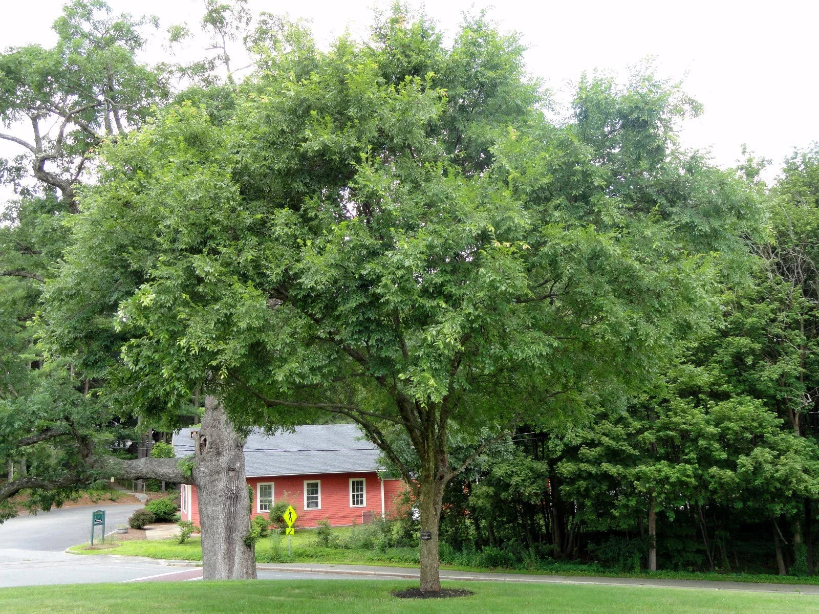 Chinese Elm Tree Seeds, 50 Count, Ulmus parvifolia, Hardy Tree Seeds for Bonsai and Landscaping