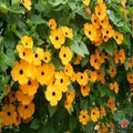 Black Eyed Susan Vine Seeds - 100 Count - Exotic Garden Flowers - Thunbergia alata - Made in USA