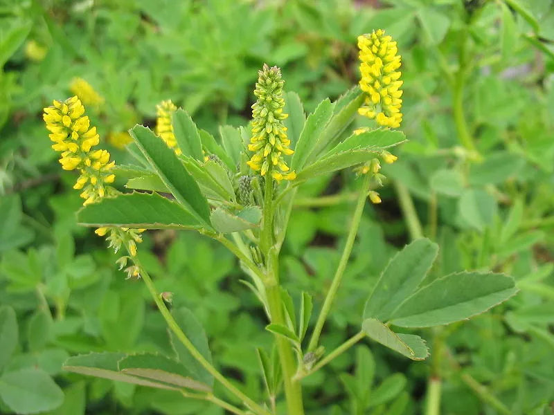 1200 Seeds Clover Yellow Flower Sweet Trifolium repens - GroCo USA - Bulk Clover Seeds for Planting