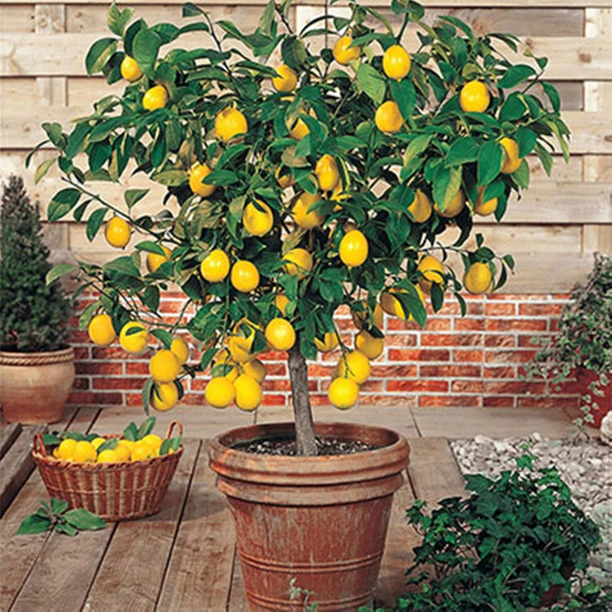 Meyer Lemon Tree - 8-14" Live Citrus Plant in 10" Pot - Citrus limon - Indoor/Outdoor Gardening