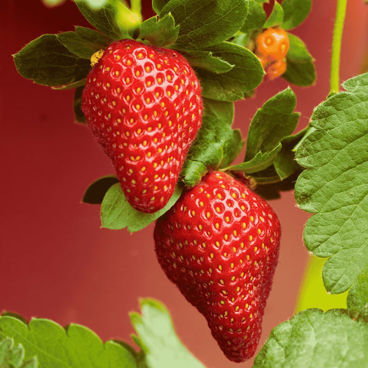 Archer Strawberry Roots - Bare Root Plants | June-Bearing Variety | Fragaria × ananassa