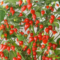 25+ Pimenta Biquinho Sweet Pepper Seeds - Heirloom Variety for Home Garden - Capsicum chinense - USA