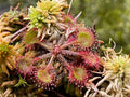Live Drosera Rotundifolia - Round Leaved Sundew - Bare Root - 3 Adult Plants - Carnivorous Plant Collection