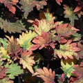 Coleus Live Rooted Starter Plants - Smallwood Variety - Colorful Foliage - Ideal for Indoor Gardening - Buy 2 Get 1 Free