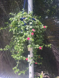 APTENIA Cuttings - Red Apple Ice Plant, Baby Sunrose - 6 Cuttings + 1 Free Cutting - Aptenia cordifolia