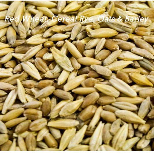 Cat Grass Mix Seeds - 300+ Red Wheat, Barley, Oats & Cereal Rye - Pet Safe Plant for Cats, Indoor Gardening