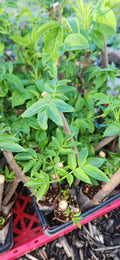 Black Elderberry Plants - 2 Live Rooted Cuttings - Sambucus - Organic Bush for Garden or Landscape