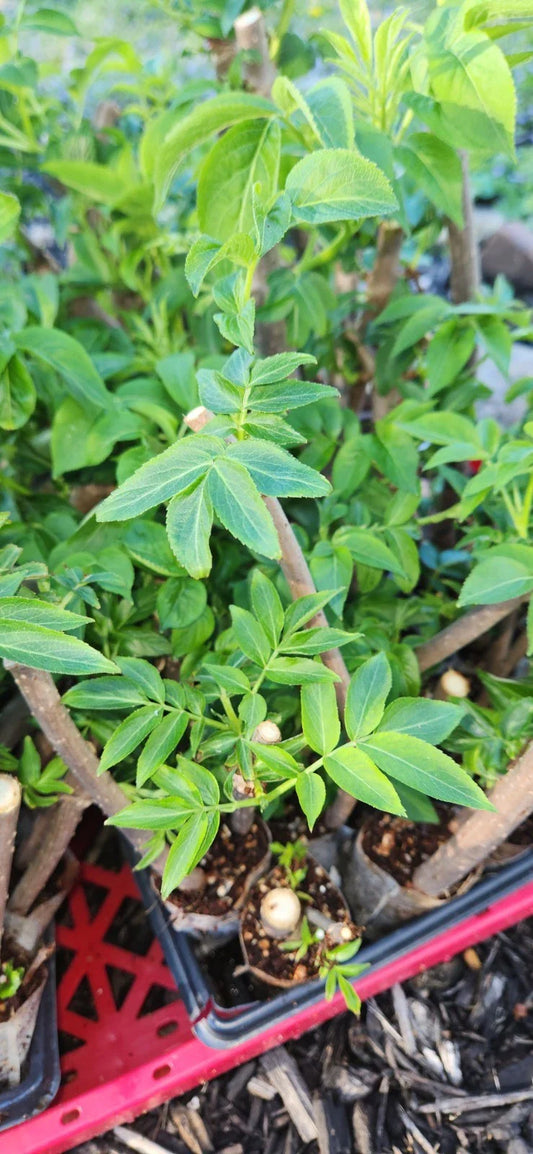 Black Elderberry Plants - 2 Live Rooted Cuttings - Sambucus - Organic Bush for Garden or Landscape