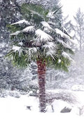 50 Windmill Fan Palm Seeds - Trachycarpus Fortunei - Hardy Tropical Tree for Garden and Landscape