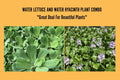 Water Hyacinth & Water Lettuce Floating Pond Plants - Medium - Healthy Aquatic Plants for Tanks and Ponds - Eichhornia crassipes & Pistia stratiotes