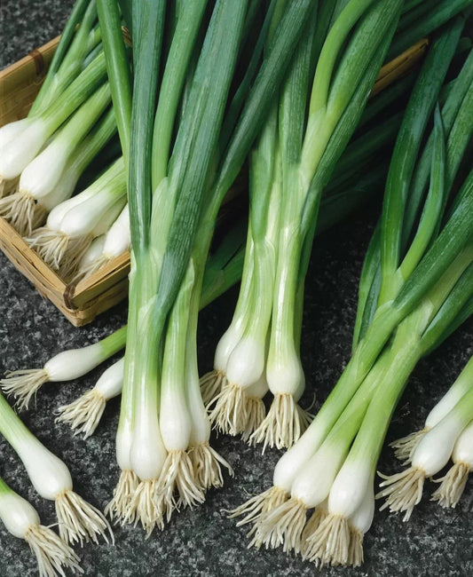 500+ White Lisbon Onion Seeds - Non-GMO Scallion/Bunching - Heirloom Variety - Fresh Onion Seeds