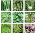 Asian Vegetable Seeds Bundle - 15 Packets of Heirloom Varieties for Home Gardening - Grow Your Own Food