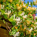 European Fly Honeysuckle Vine Seeds - 50+ Perennial White Honeysuckle (Lonicera periclymenum)