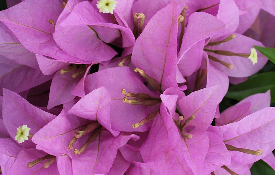 Bougainvillea Starter Plant - Rijnstar Lila - Well Rooted Plug Plant - USA Seller
