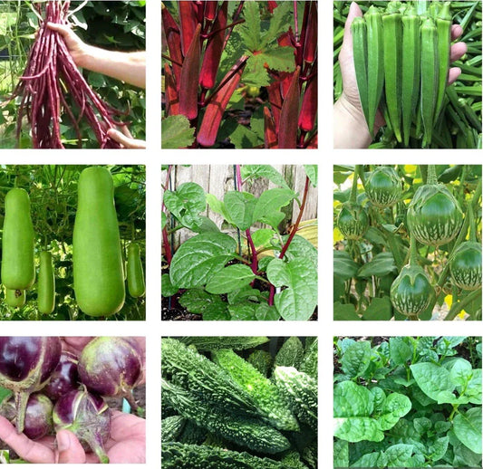 Asian Vegetable Seeds - 10 Packets, Non-GMO Heirloom Varieties for Planting - USA Seller