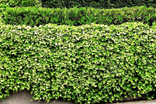 English Ivy Live Plant Roots - 5 Bare Roots for Living Fence, Patio Cover - Hedera helix - Green Lawn Solution