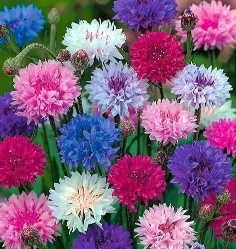 Bachelor Button Seeds Mix 400+ "Polka Dot" Cornflower, Centaurea cyanus, Colorful Garden Flowers, Free Shipping