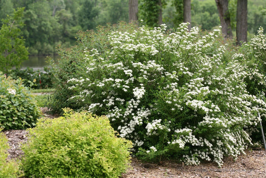 White Wedding Cake Spirea Cuttings Set of 10 Unrooted 6-8 Inches - Spiraea x vanhouttei - Perfect for Landscaping and Gardens