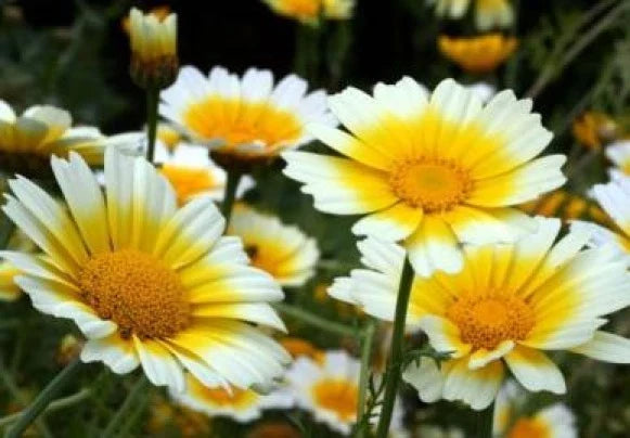 Garland Daisy Flower Seeds - 100 Fresh Seeds - Bright Yellow Blooms - Bellis perennis - Free USA Shipping