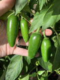 Texas Jalapeno Pepper Seeds - 25 Organic Homegrown Vegetable Garden Seeds - Capsicum annuum 🌶