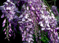 Live Blue Chinese Wisteria Plant - Heirloom Purple Flowers, Rooted Vines, 1-2 ft - Wisteria sinensis