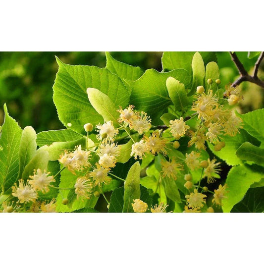 Littleleaf Linden Tree Bare Root - Tilia cordata - Ideal for Landscaping and Shade, Hardy Deciduous Tree