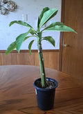 Live Plumeria Plant 15" White Flowers Frangipani Healthy Well Rooted (Plumeria spp.)