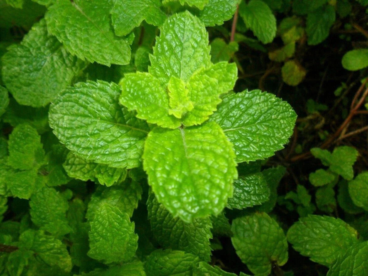 Spearmint Seeds - Grow Your Own Mint Plants - Mentha Spicata - Herb Garden Starter Kit - Tracking Included