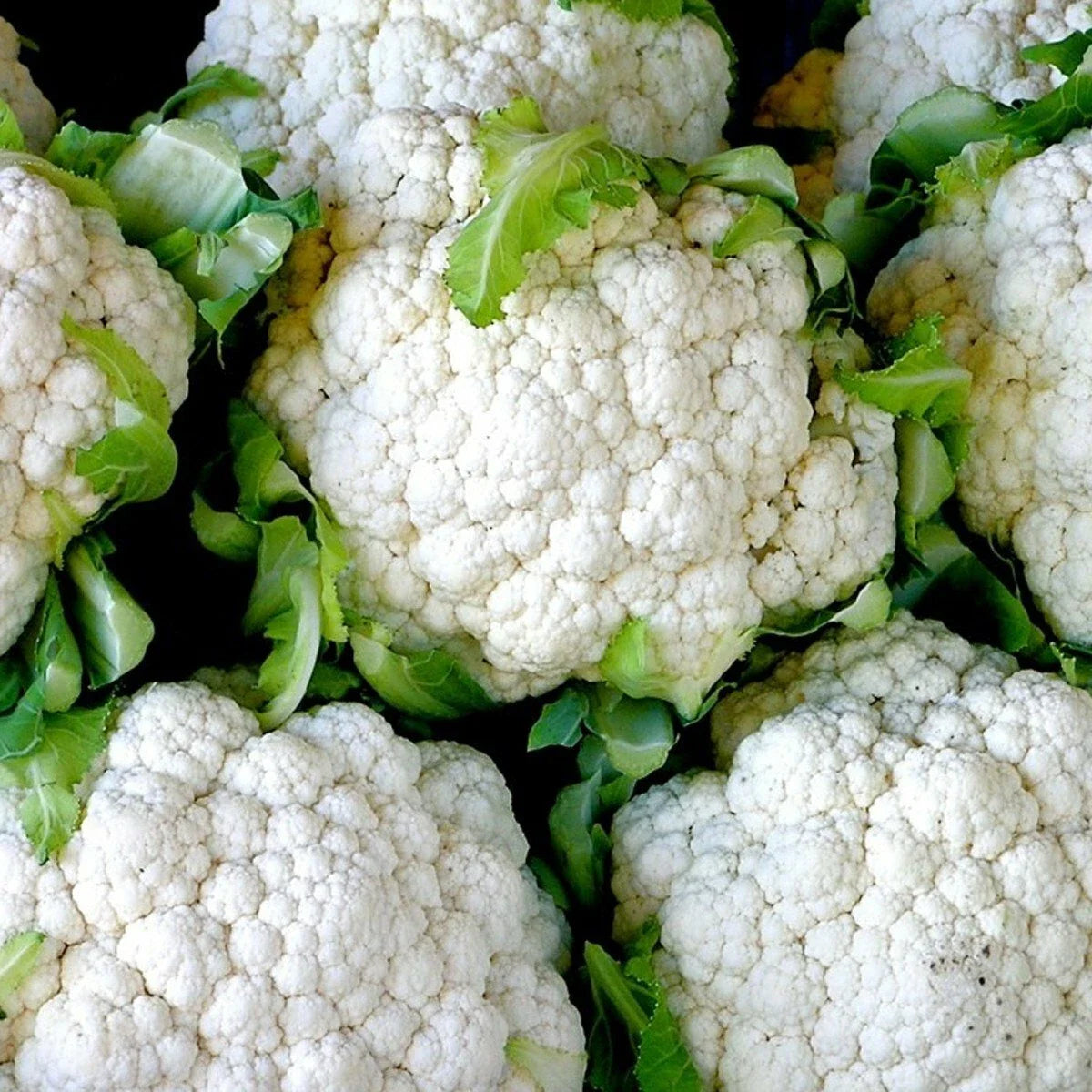 Snowball Cauliflower Seeds - Organic Heirloom Vegetable for Garden & Container - Brassica oleracea 301+ Variety