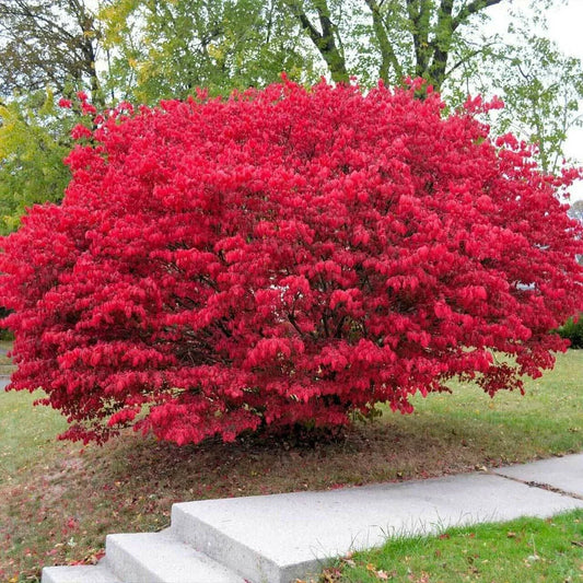 Burning Bush Cuttings - 15 Unrooted Fresh Cuttings for Rooting - Euonymus alatus