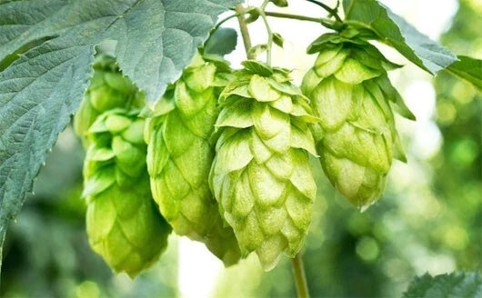 Hops Vine Plant Cuttings, 5-Pack, Japanese Hops, Humulus lupulus, Perennial Plant for Home Brewing and Garden