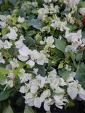 Live Bougainvillea Starter Plant - Sunstone White - Bougainvillea spp. - Well Rooted - USA Seller