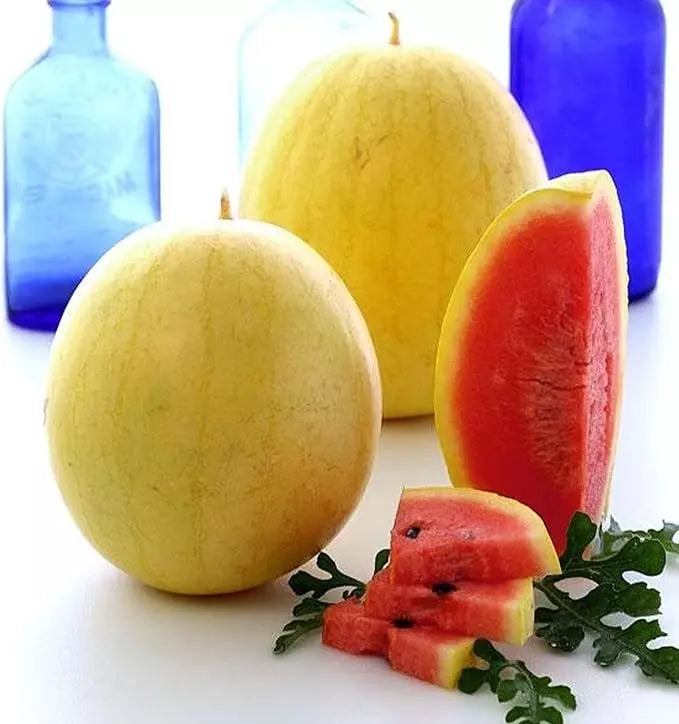 Golden Midget Watermelon Seeds - 12 Heirloom, Non-GMO, Organic - Ideal for Mini Gardens - Citrullus lanatus