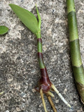 Yellow Spiral Ginger Rooted Cutting - Dimerocostus strobilaceous - Hawaii Grown, Tropical Plant for Gardens and Landscaping