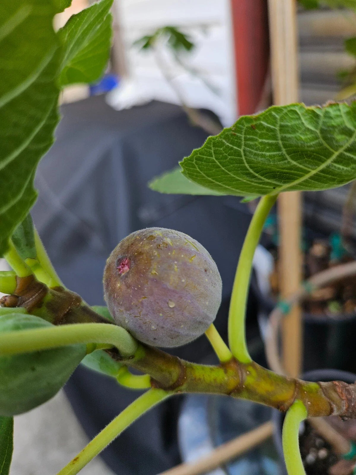 Smith Fig Cuttings - 5 Pack - Delicious Green/Blue Variety - Ficus carica - Includes Willow Water for Rooting