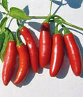 Serrano Pepper Seeds, Heirloom, Non-GMO, 100 Seeds, Hot Chilli Peppers, Capsicum annuum